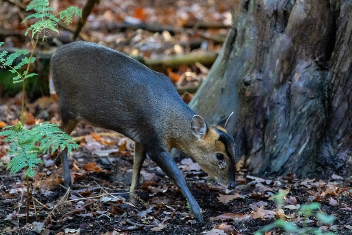 Muntjac deer